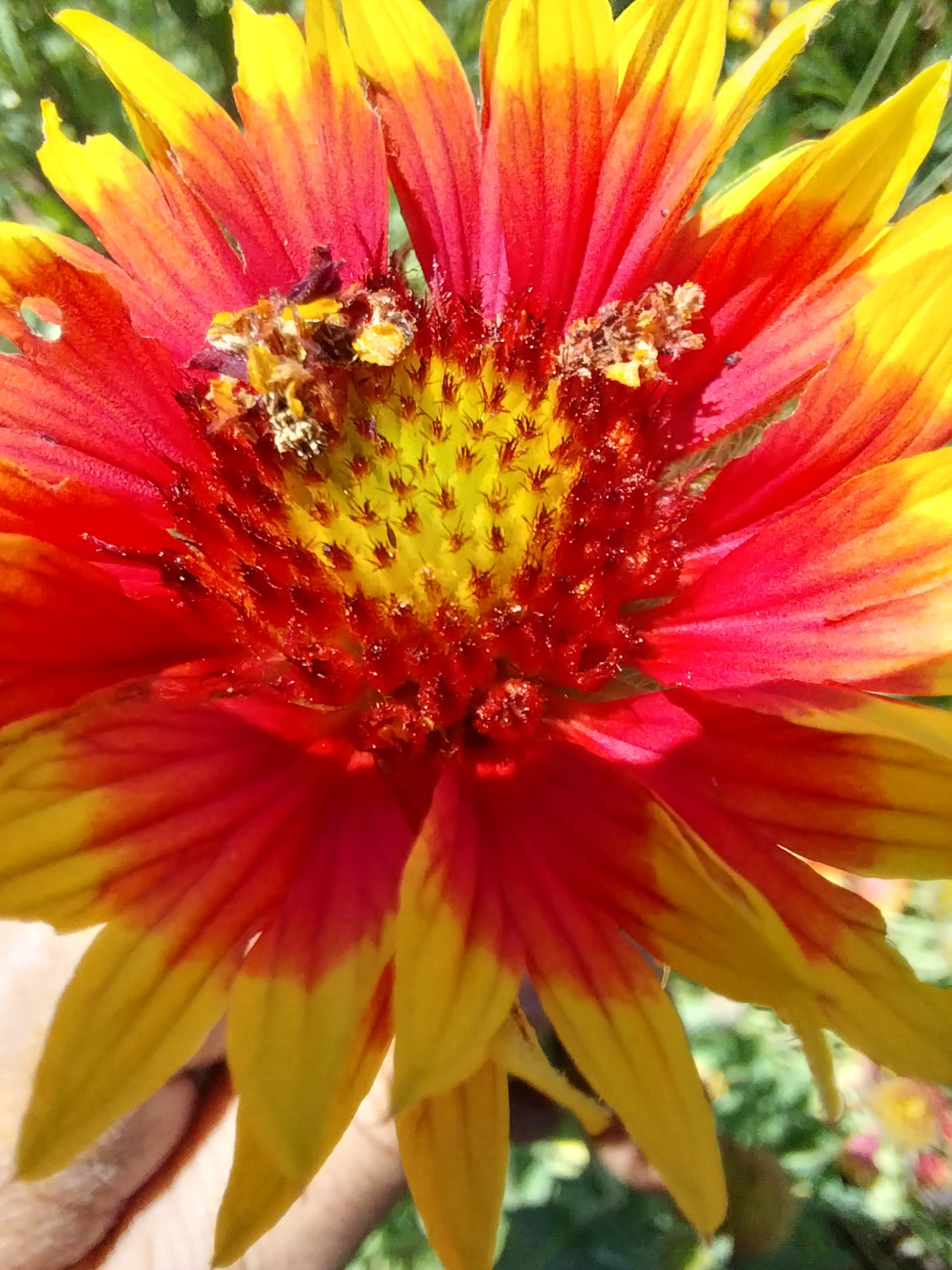 Indian Blanket Flower