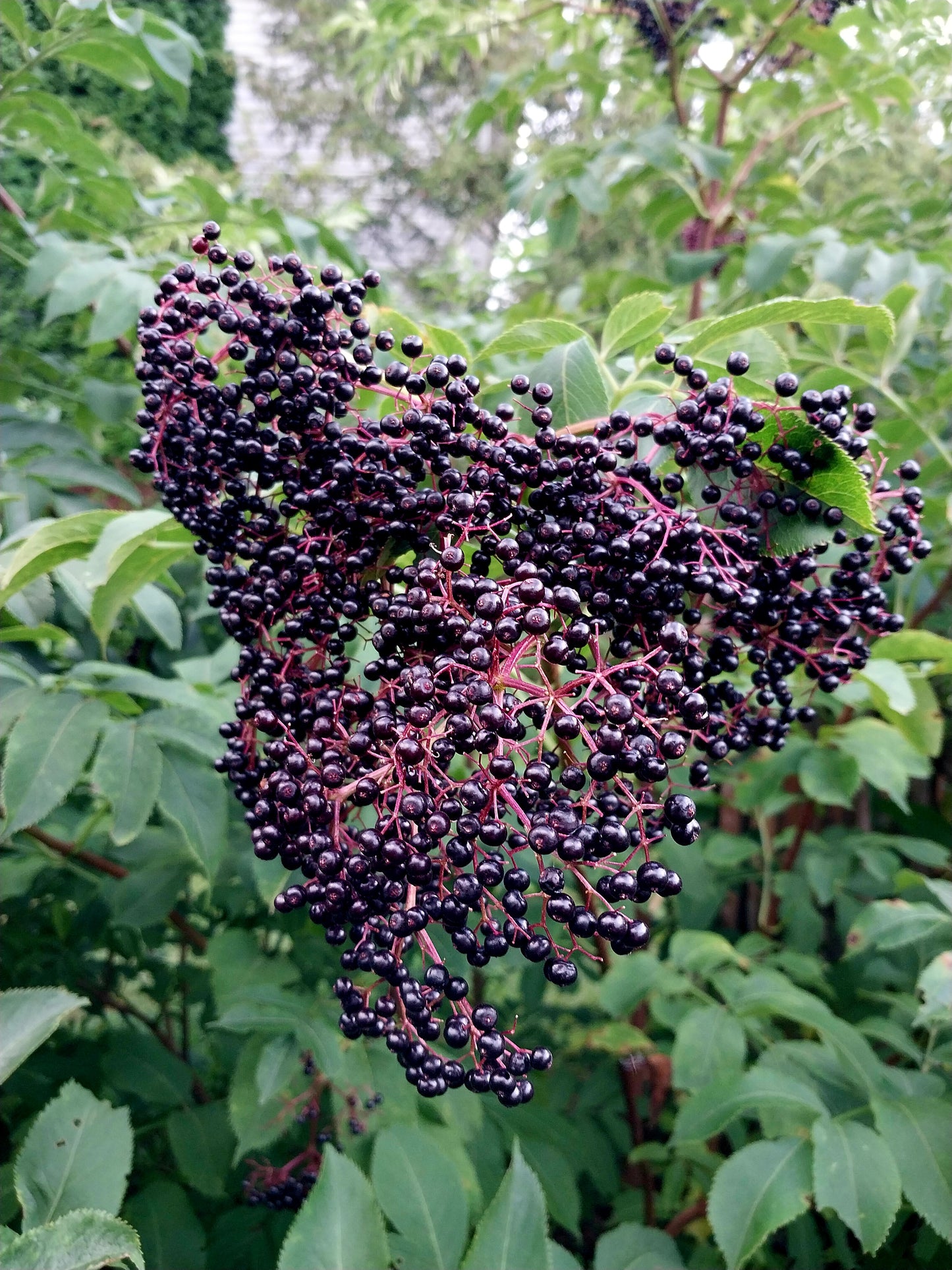 American Elderberry