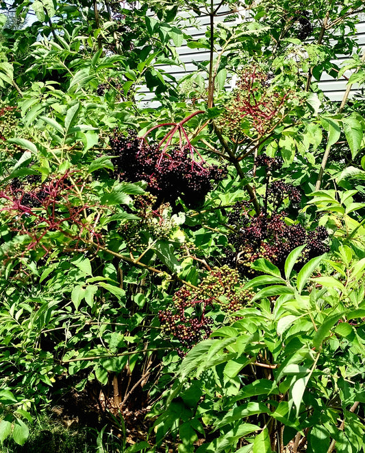American Elderberry