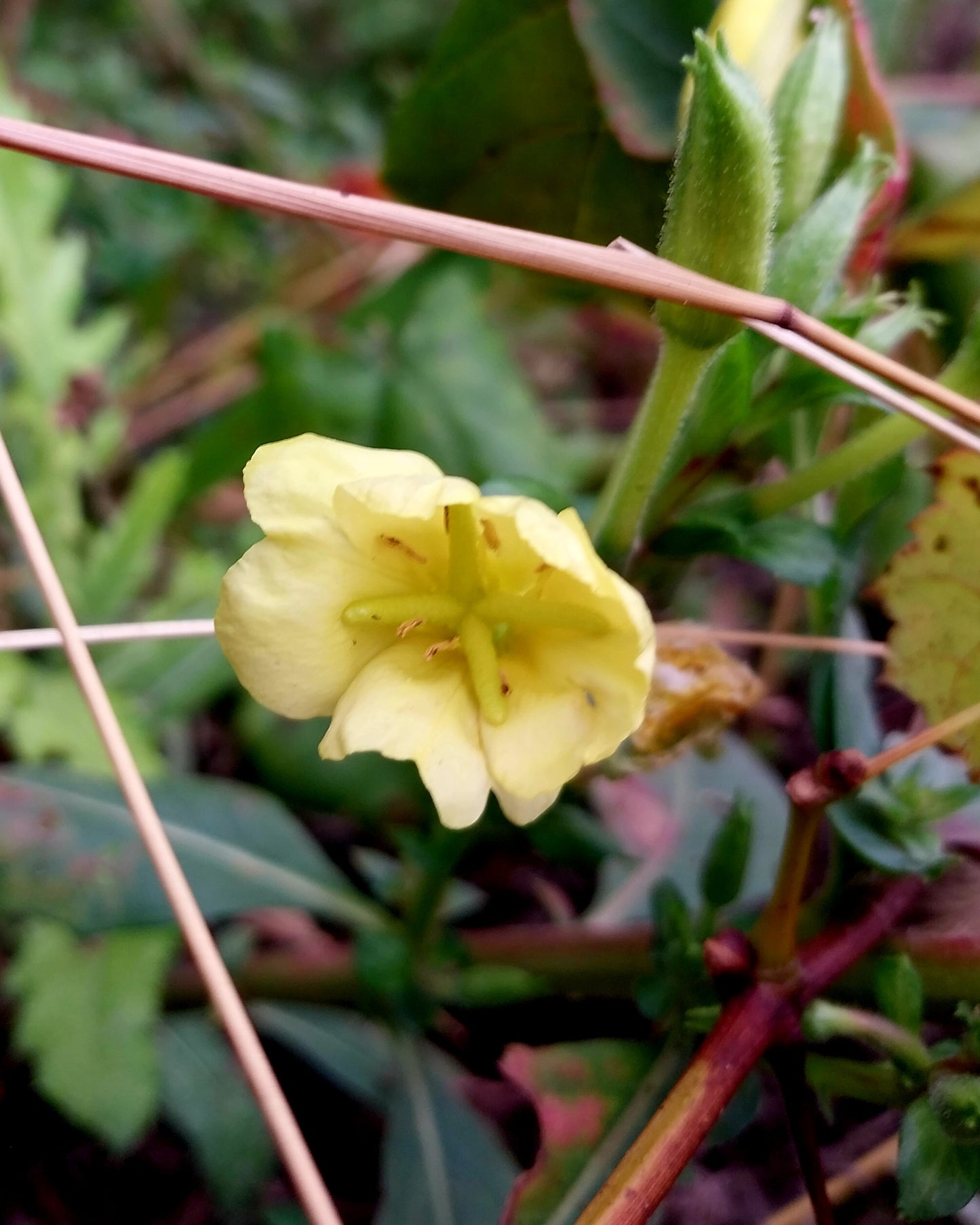 Evening Primrose