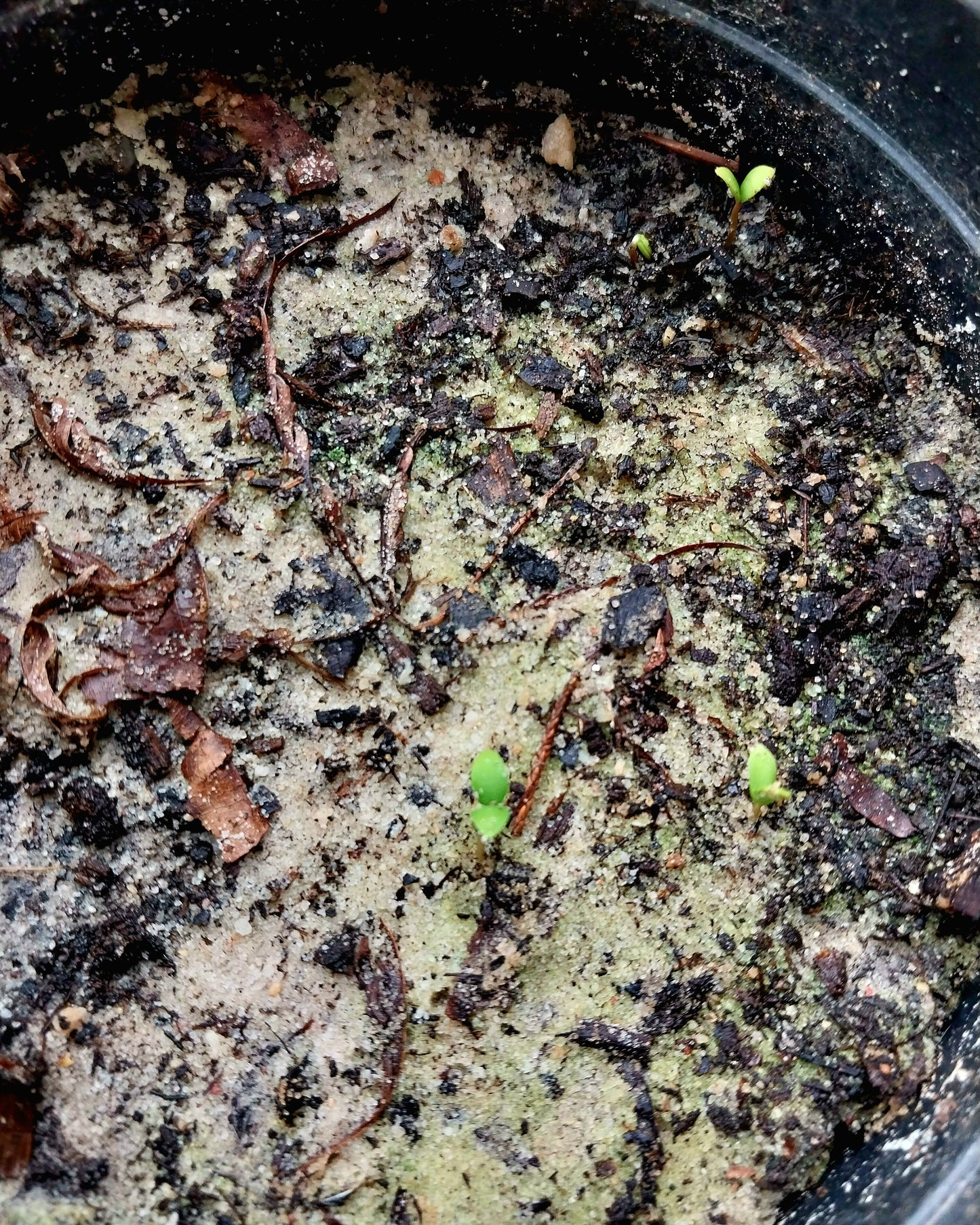 Downy Serviceberry