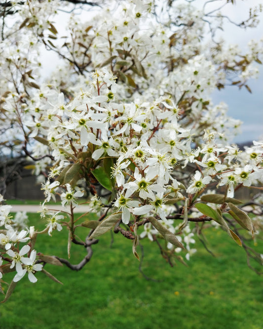 Downy Serviceberry