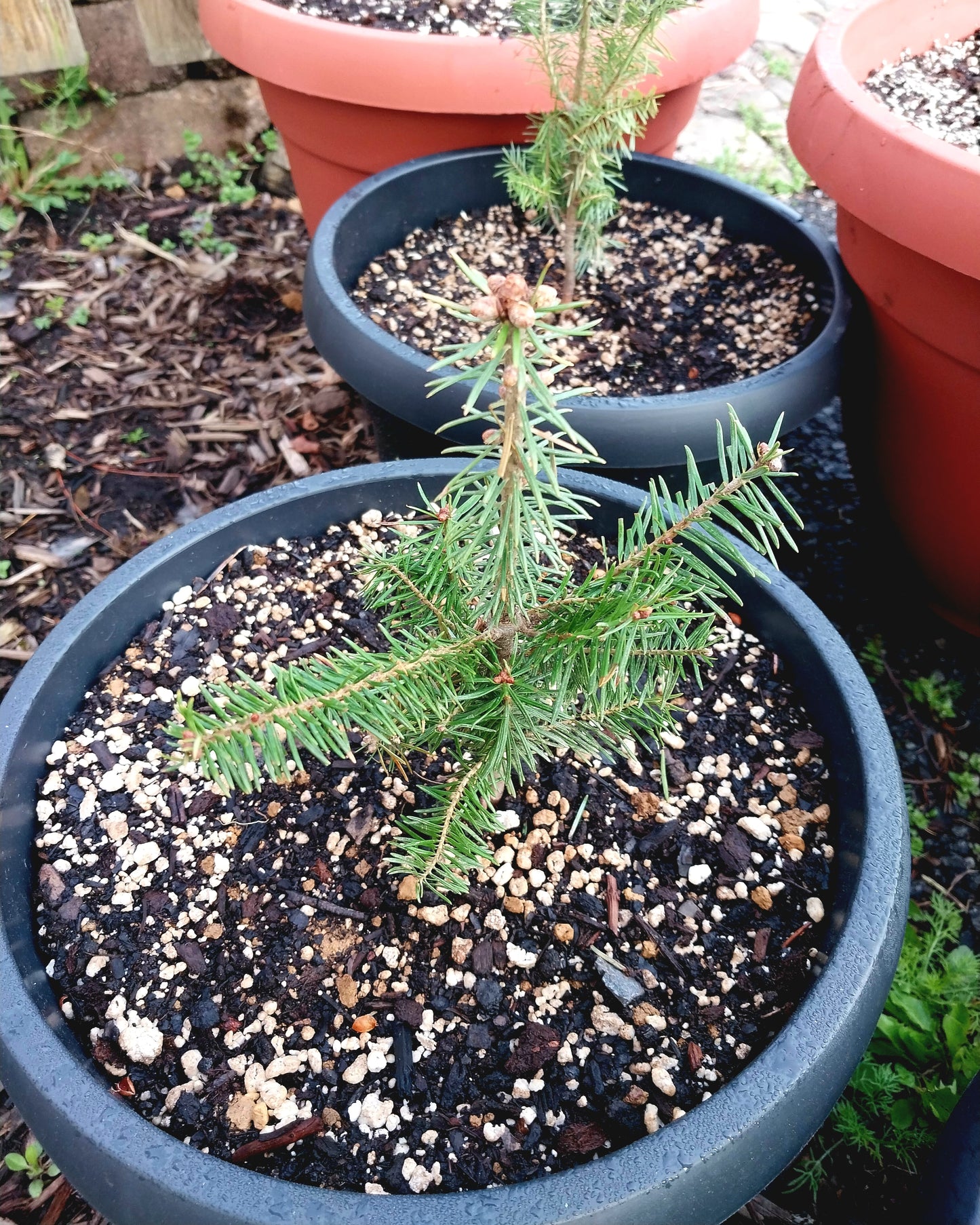 Canaan Fir