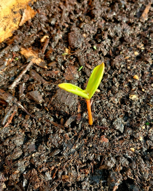 American Persimmon