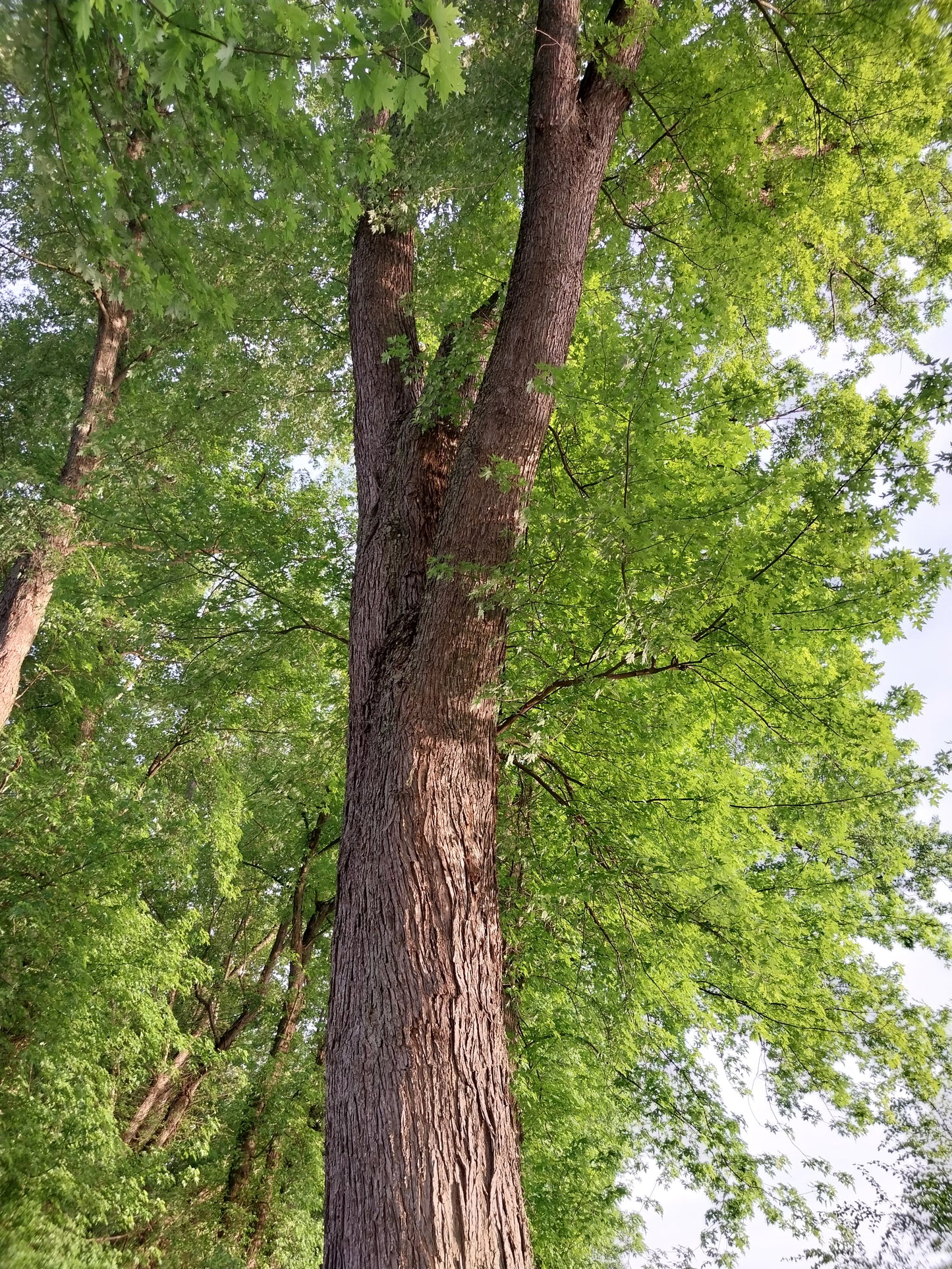 Silver Maple