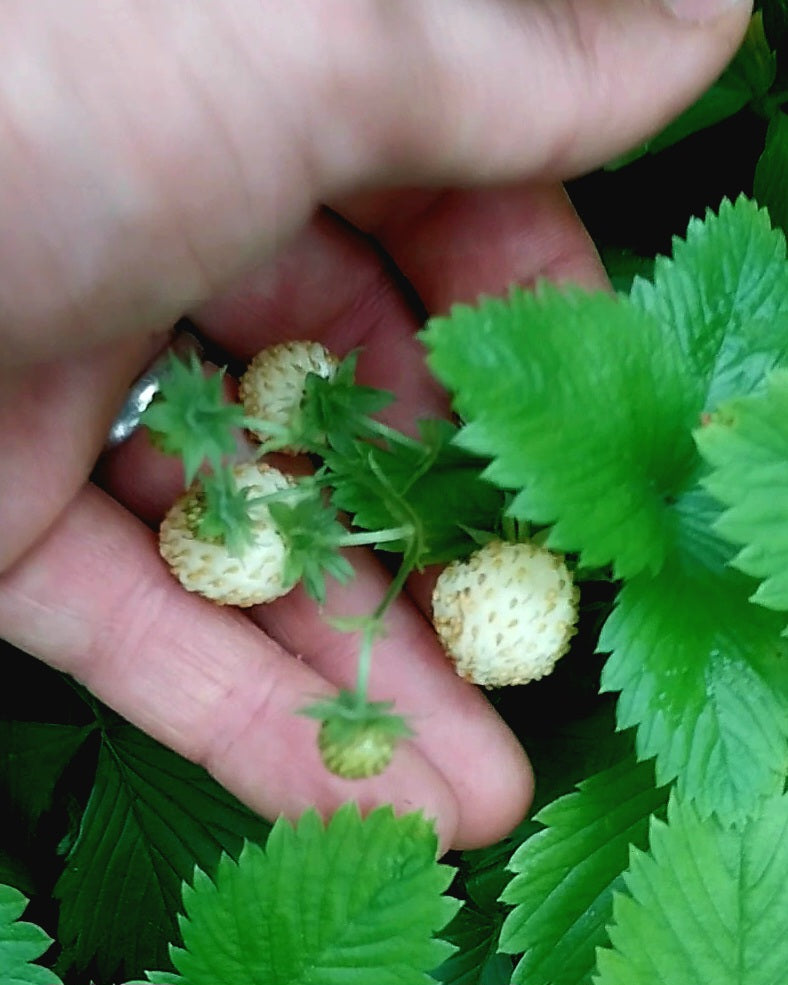Woodland Strawberry