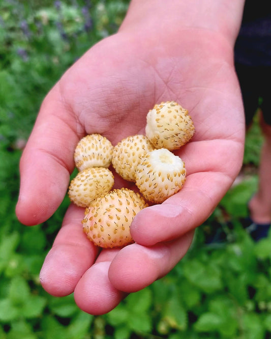 Woodland Strawberry