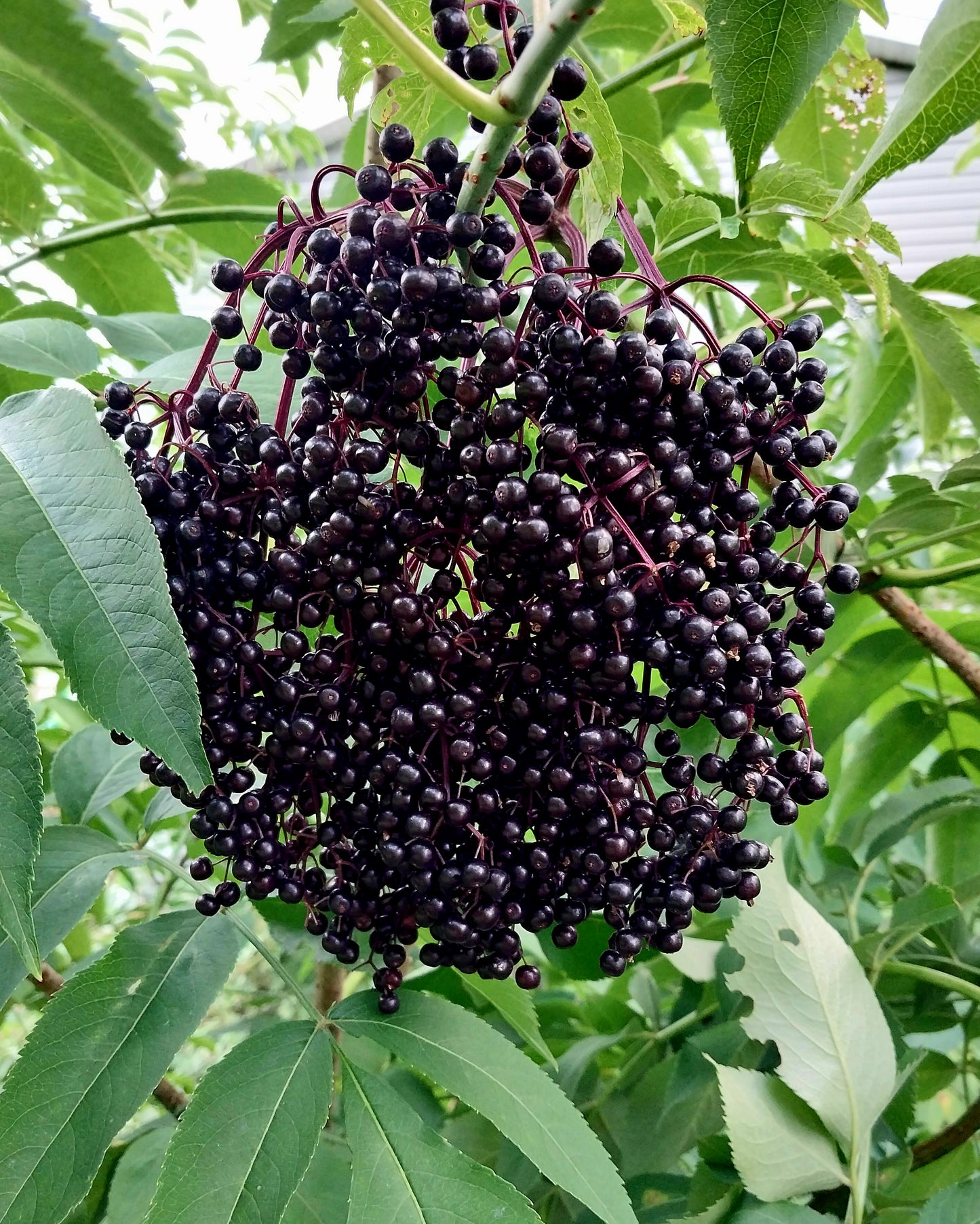 American Elderberry