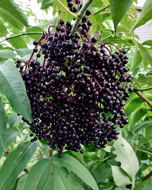 American Elderberry