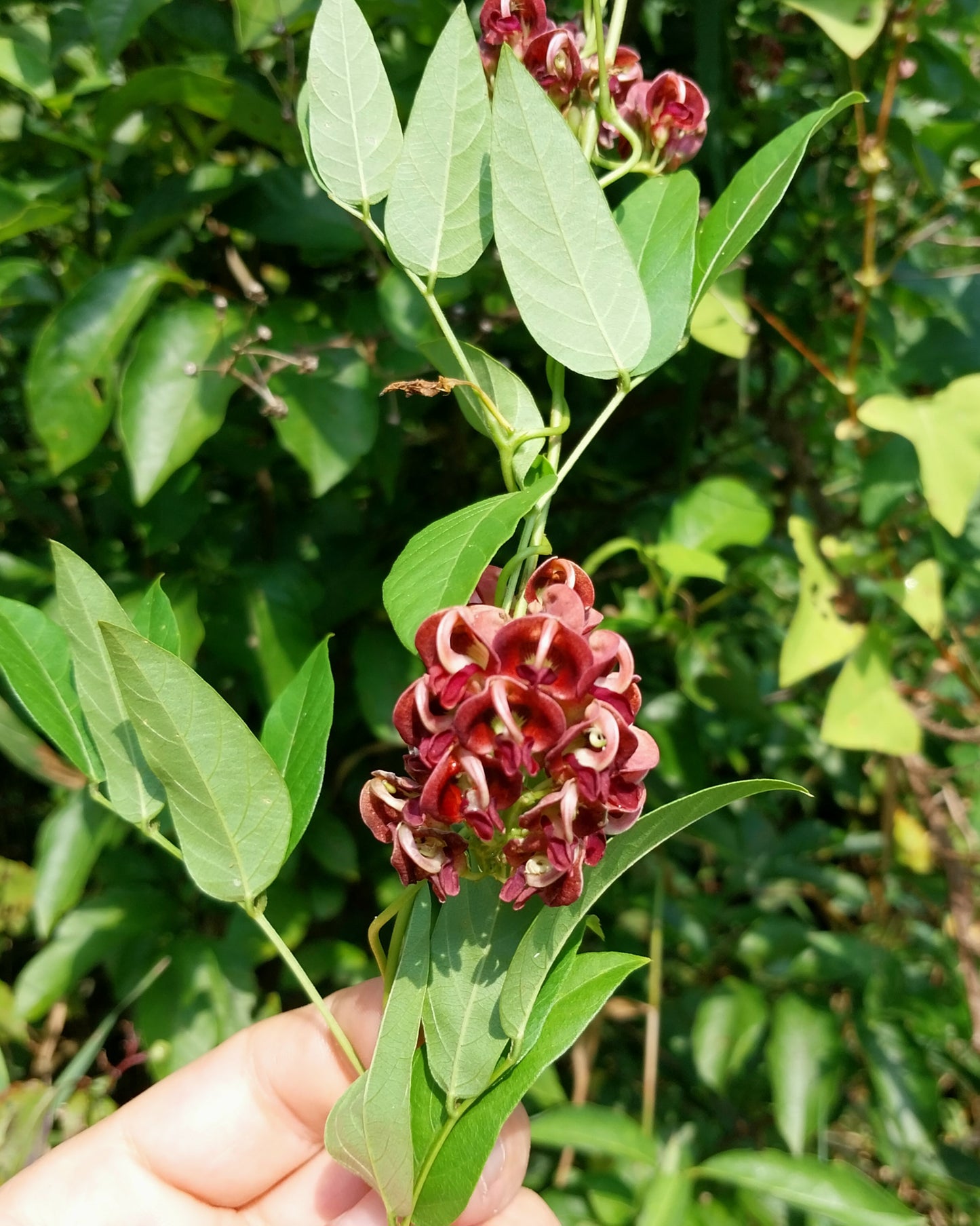 Hopniss; Groundnut