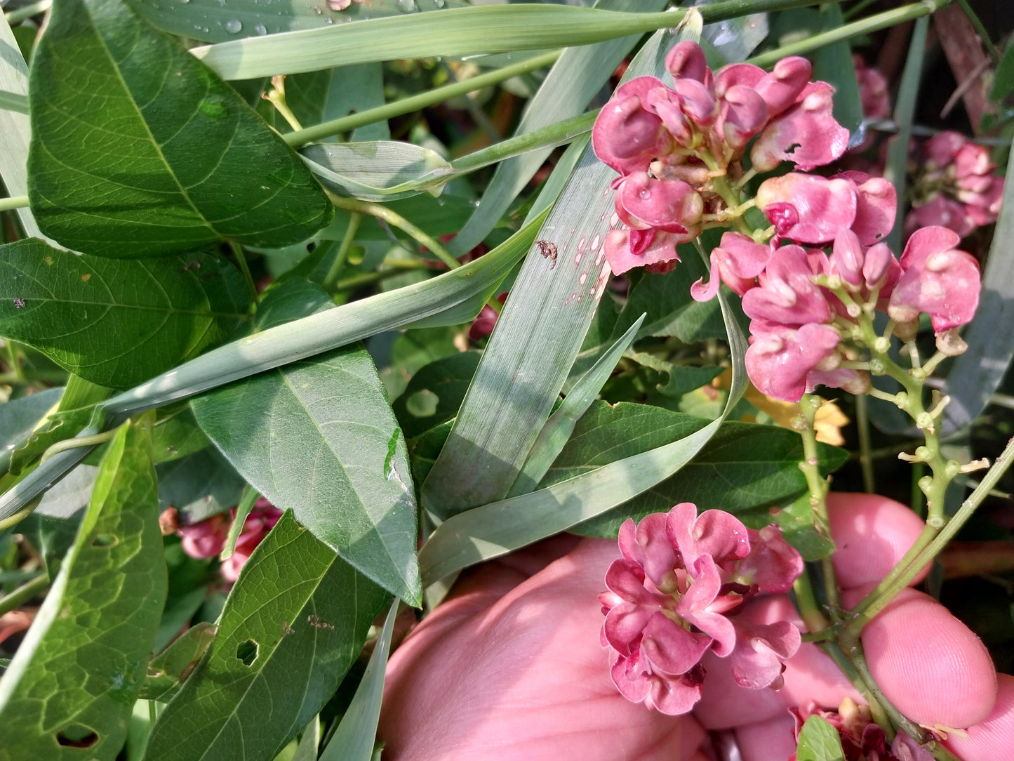 Hopniss; Groundnut