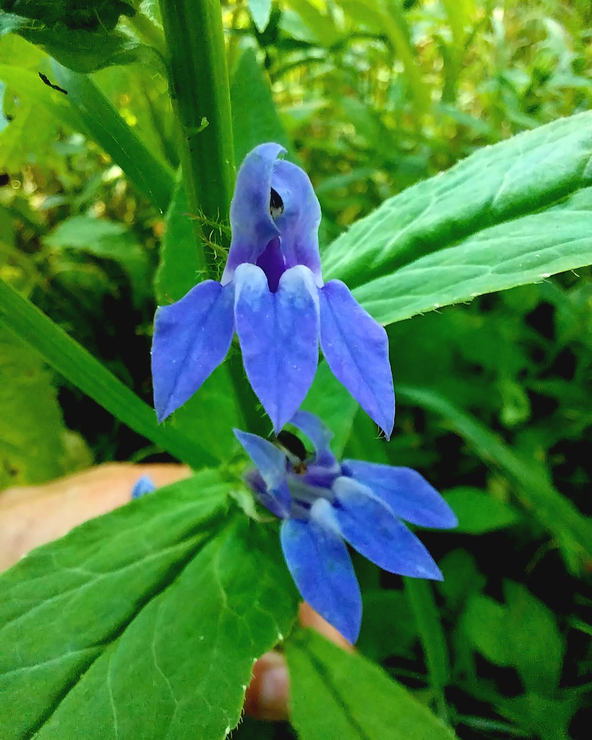 Blue Cardinal Flower