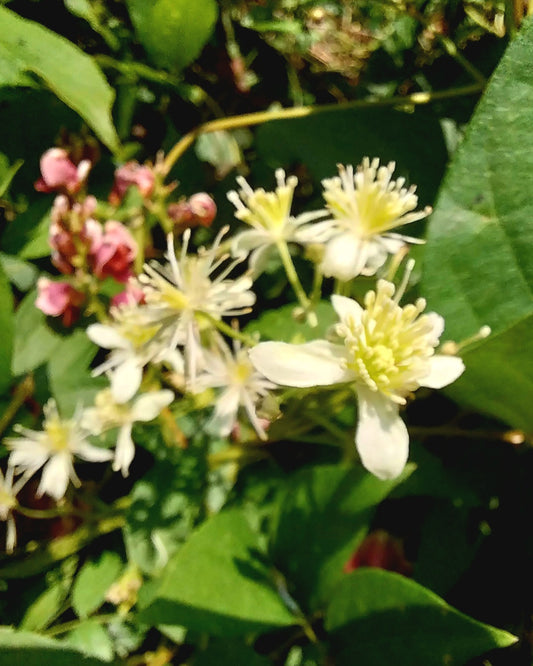 Virgin's Bower
