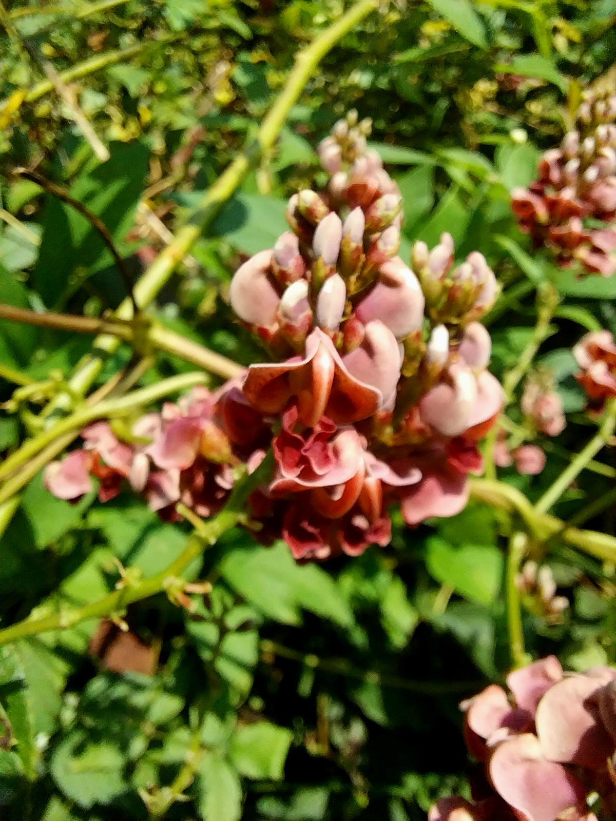 Hopniss; Groundnut