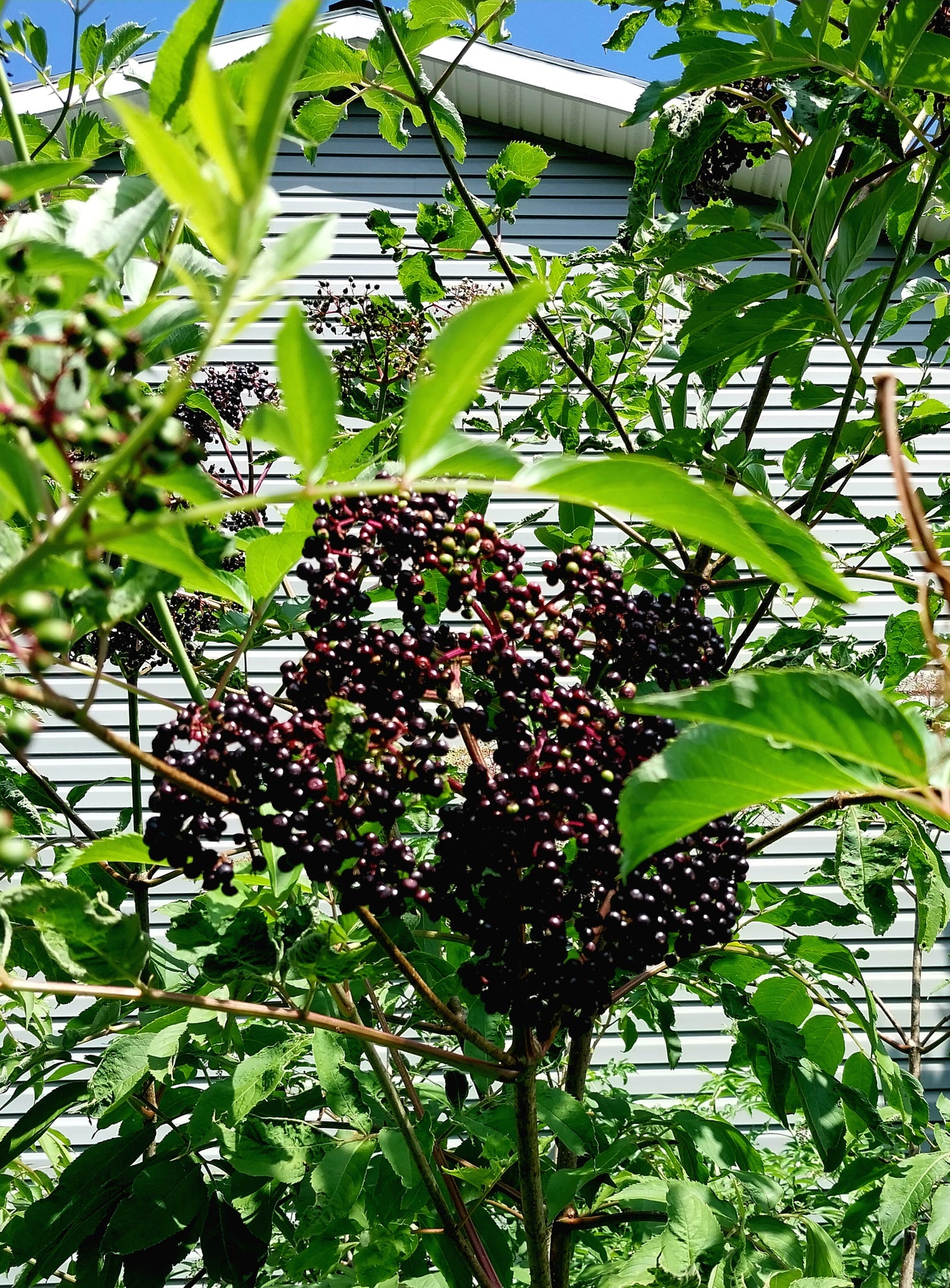 American Elderberry