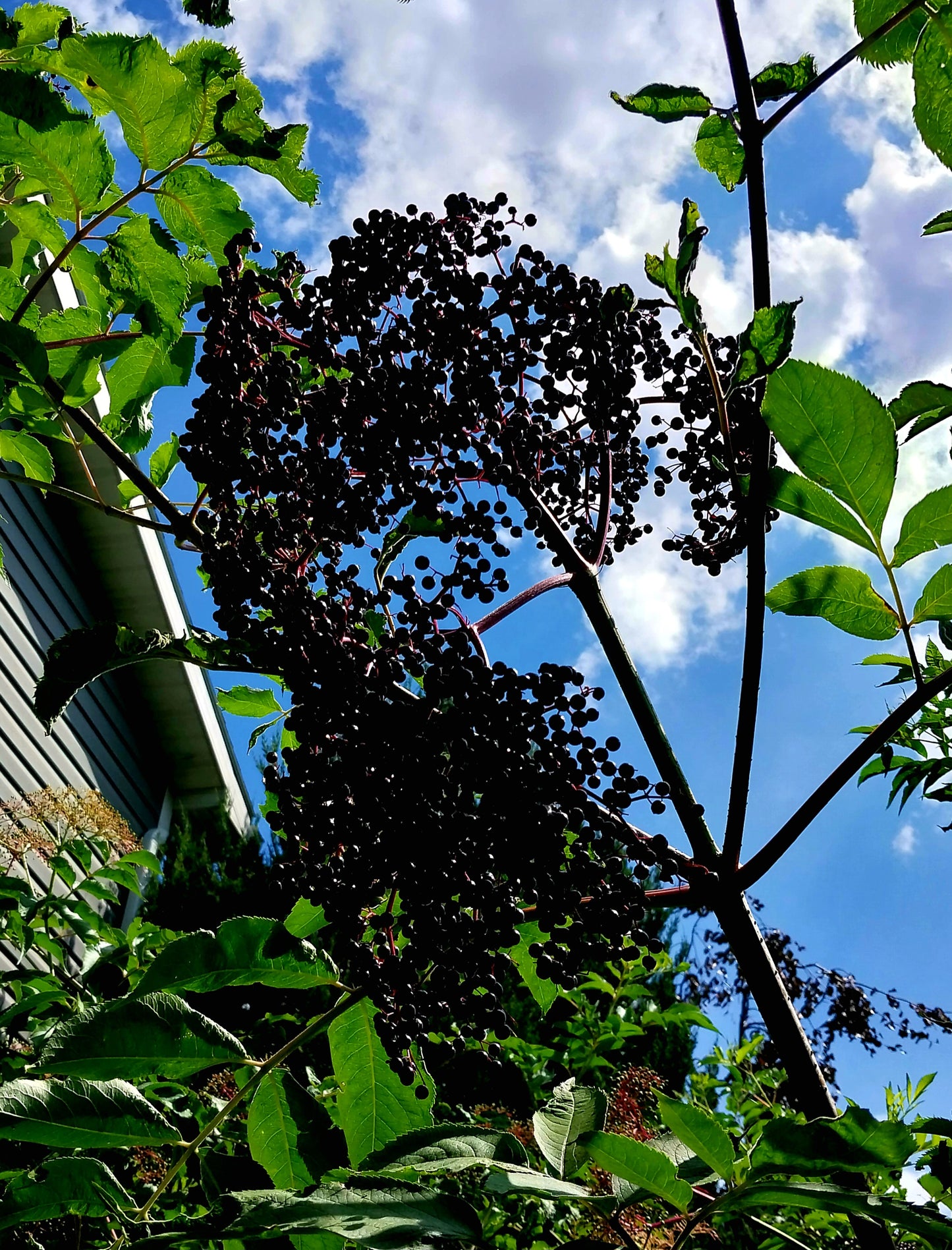 American Elderberry
