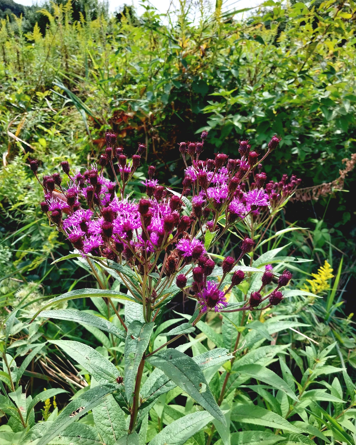 New York Ironweed