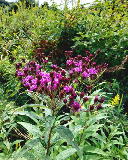 New York Ironweed