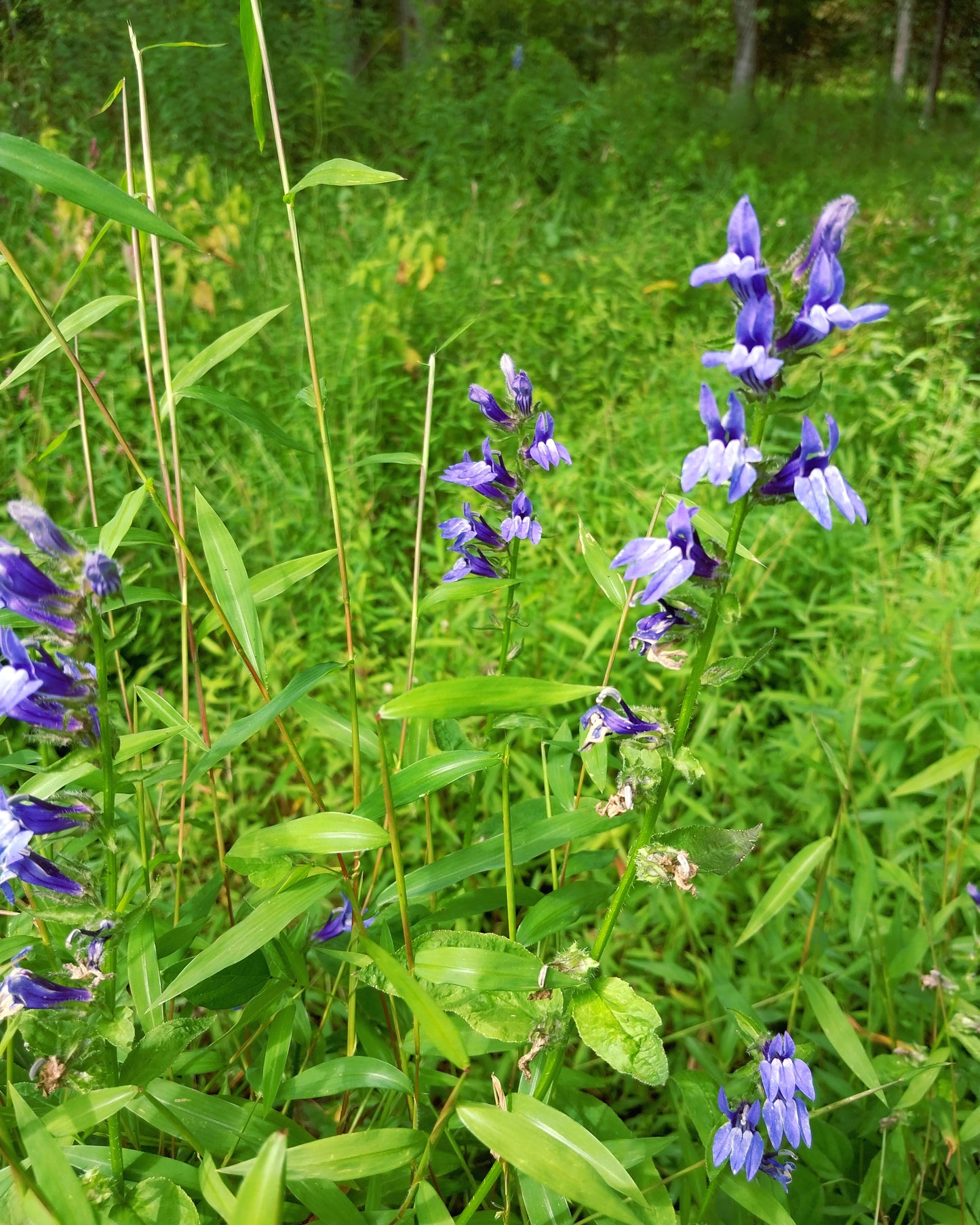 Blue Cardinal Flower