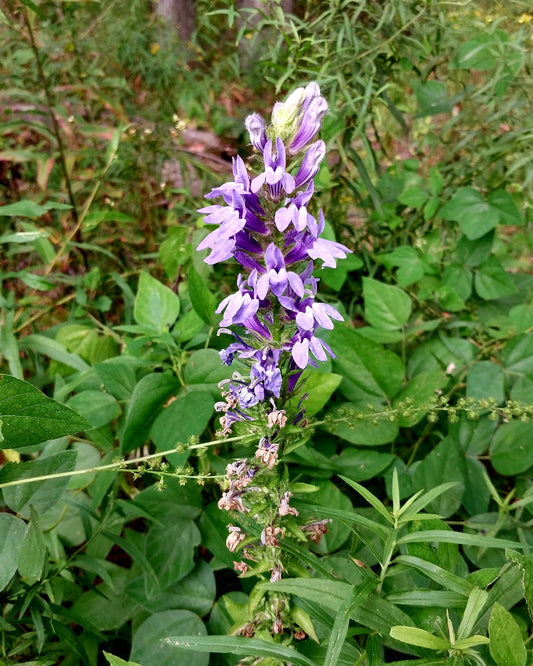 Blue Cardinal Flower