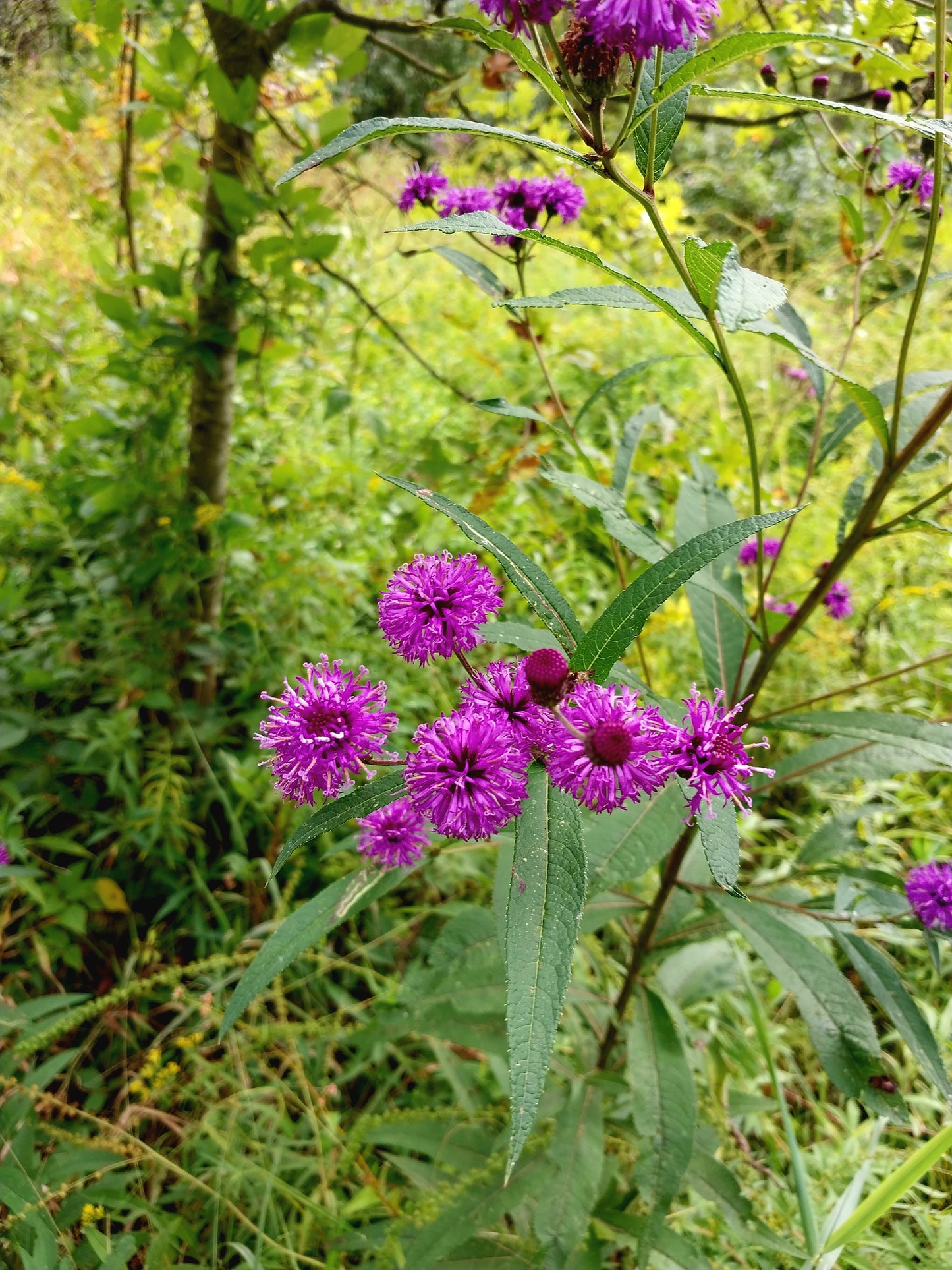 New York Ironweed