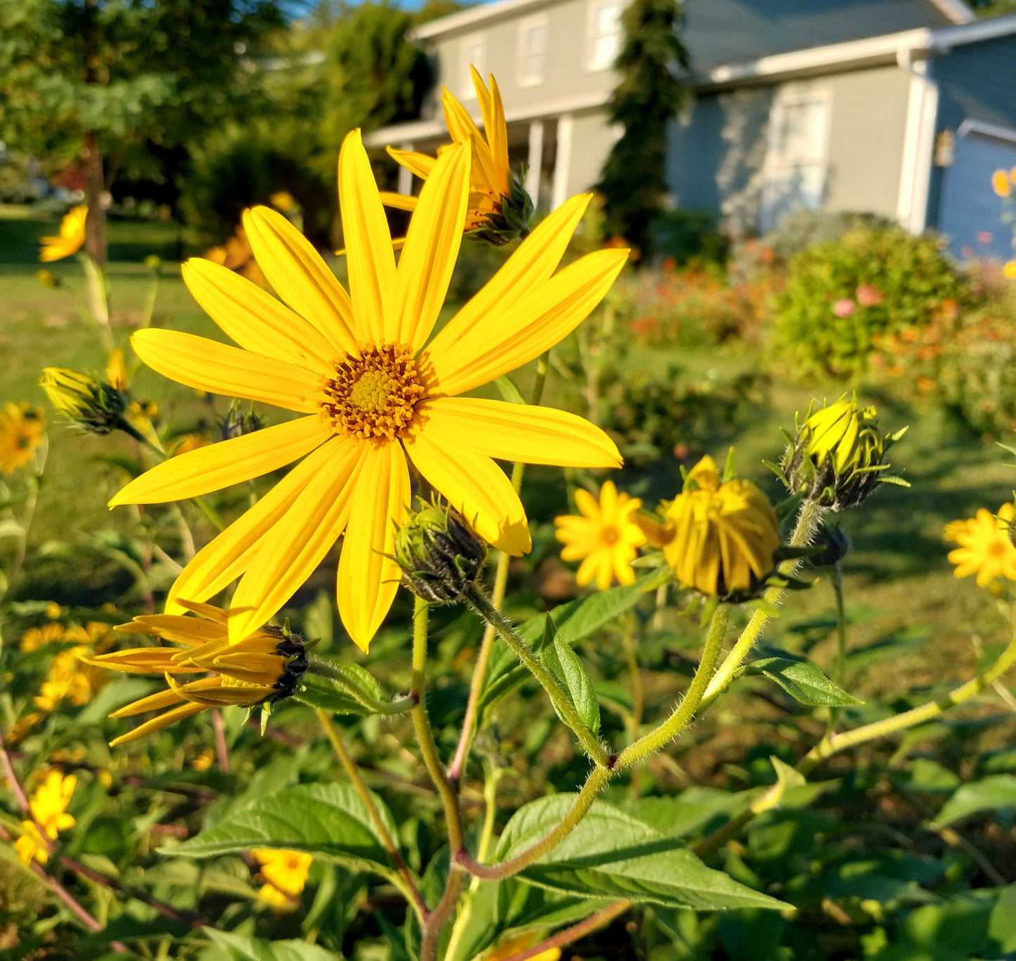 Sunchokes