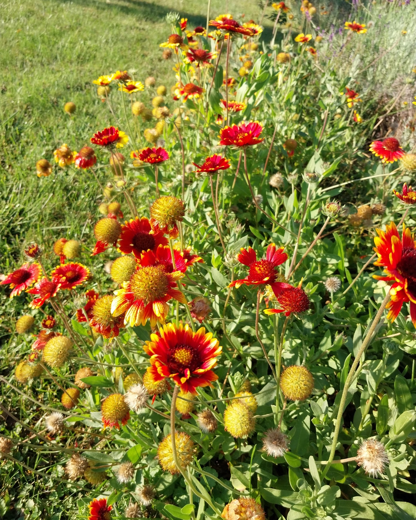 Indian Blanket Flower