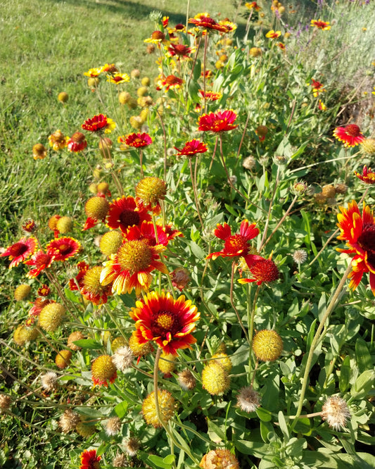 Indian Blanket Flower