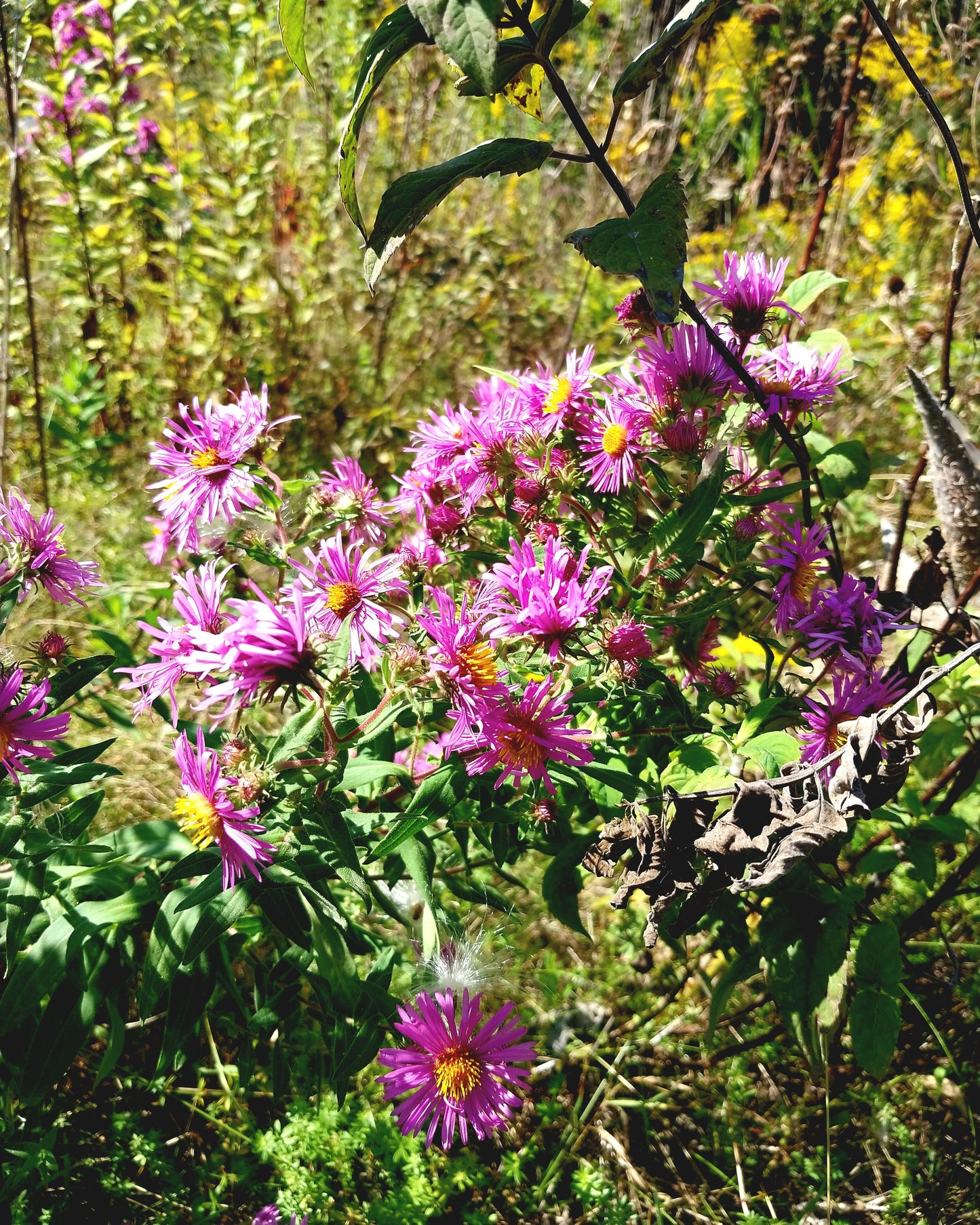 New England Aster