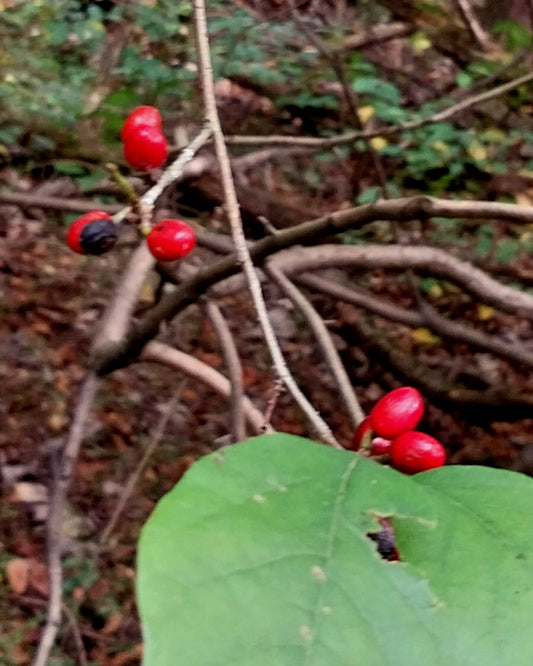 Spicebush