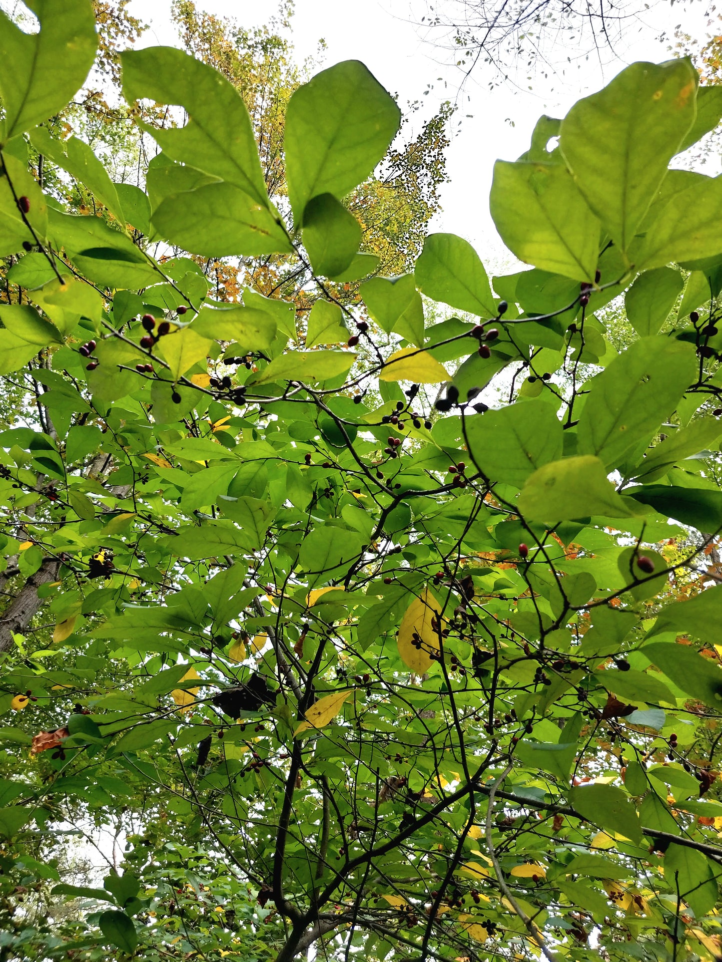 Spicebush
