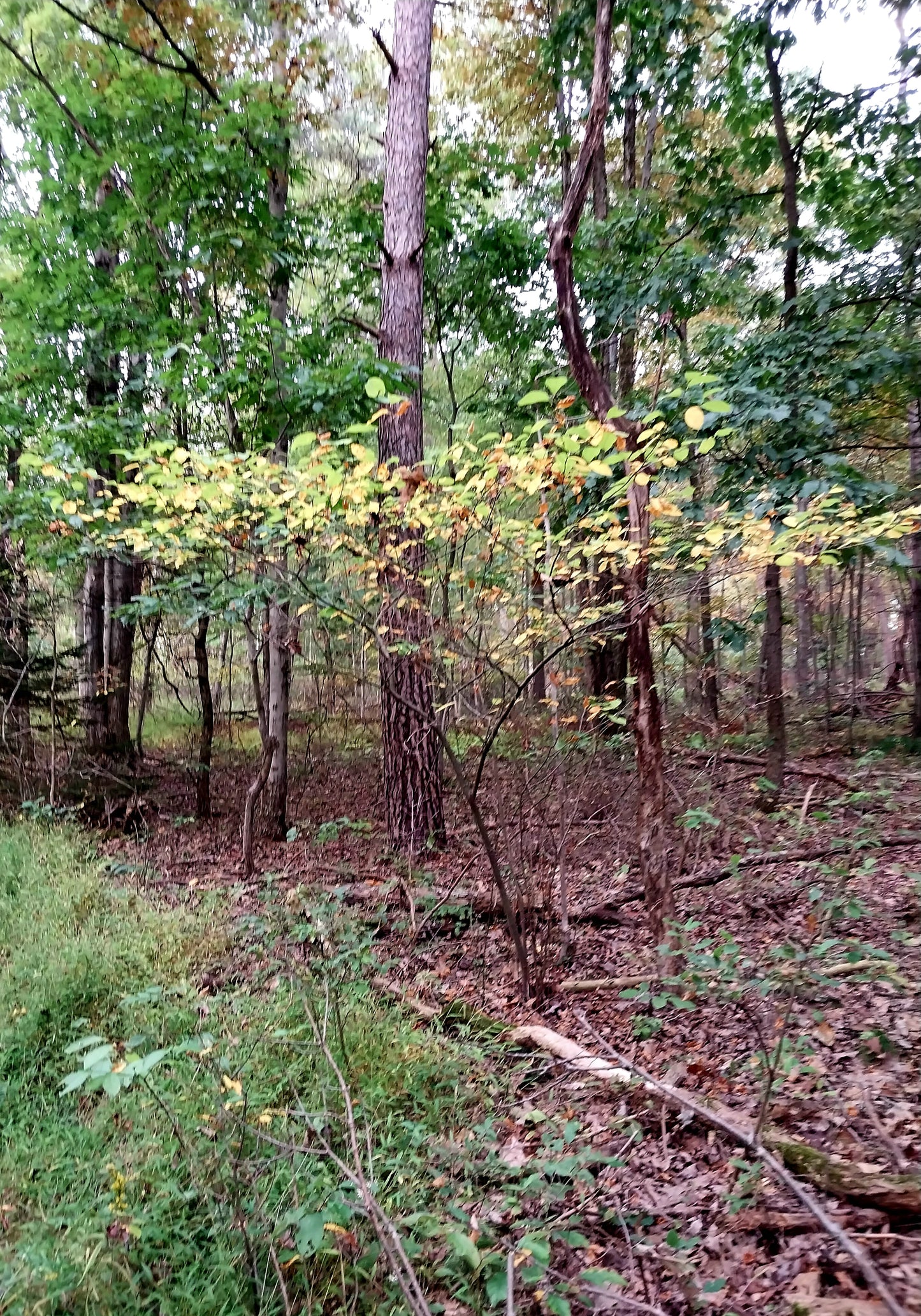 Spicebush