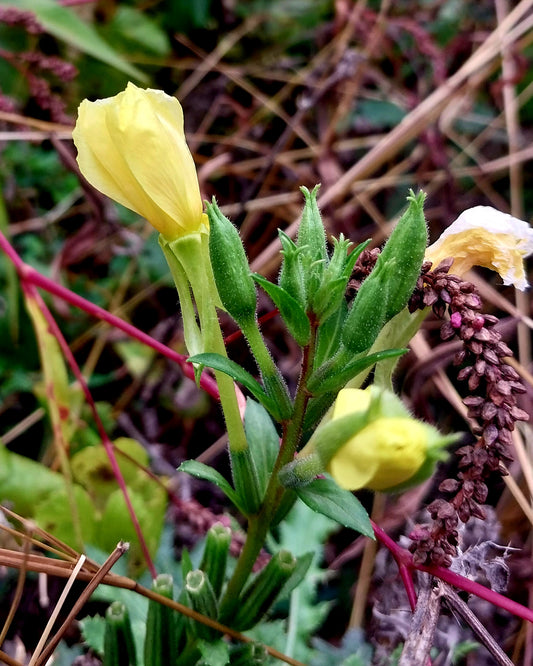 Evening Primrose