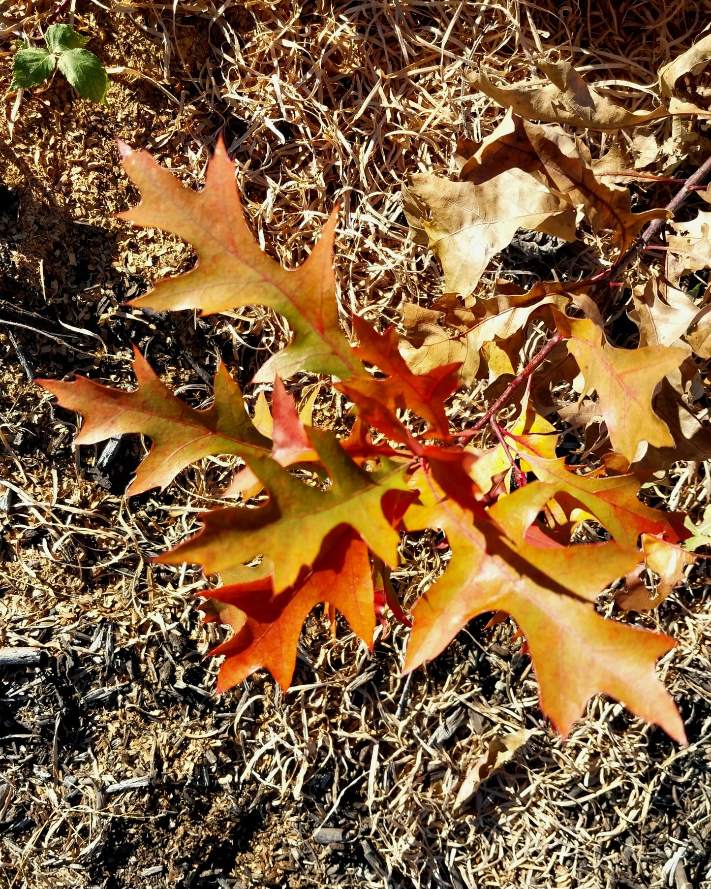 Pin Oak