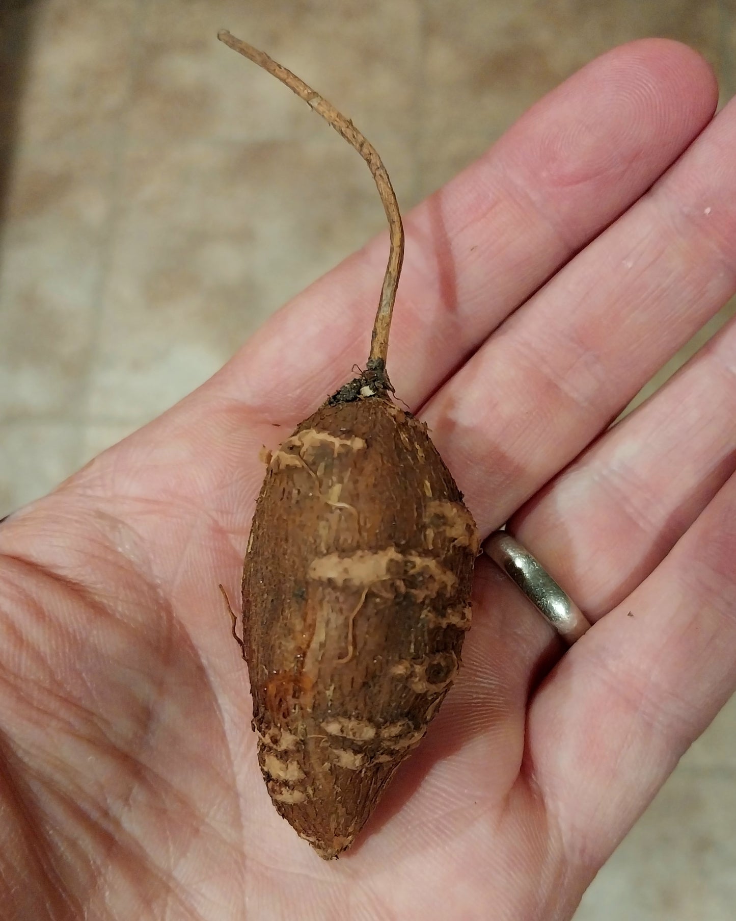 Hopniss; Groundnut