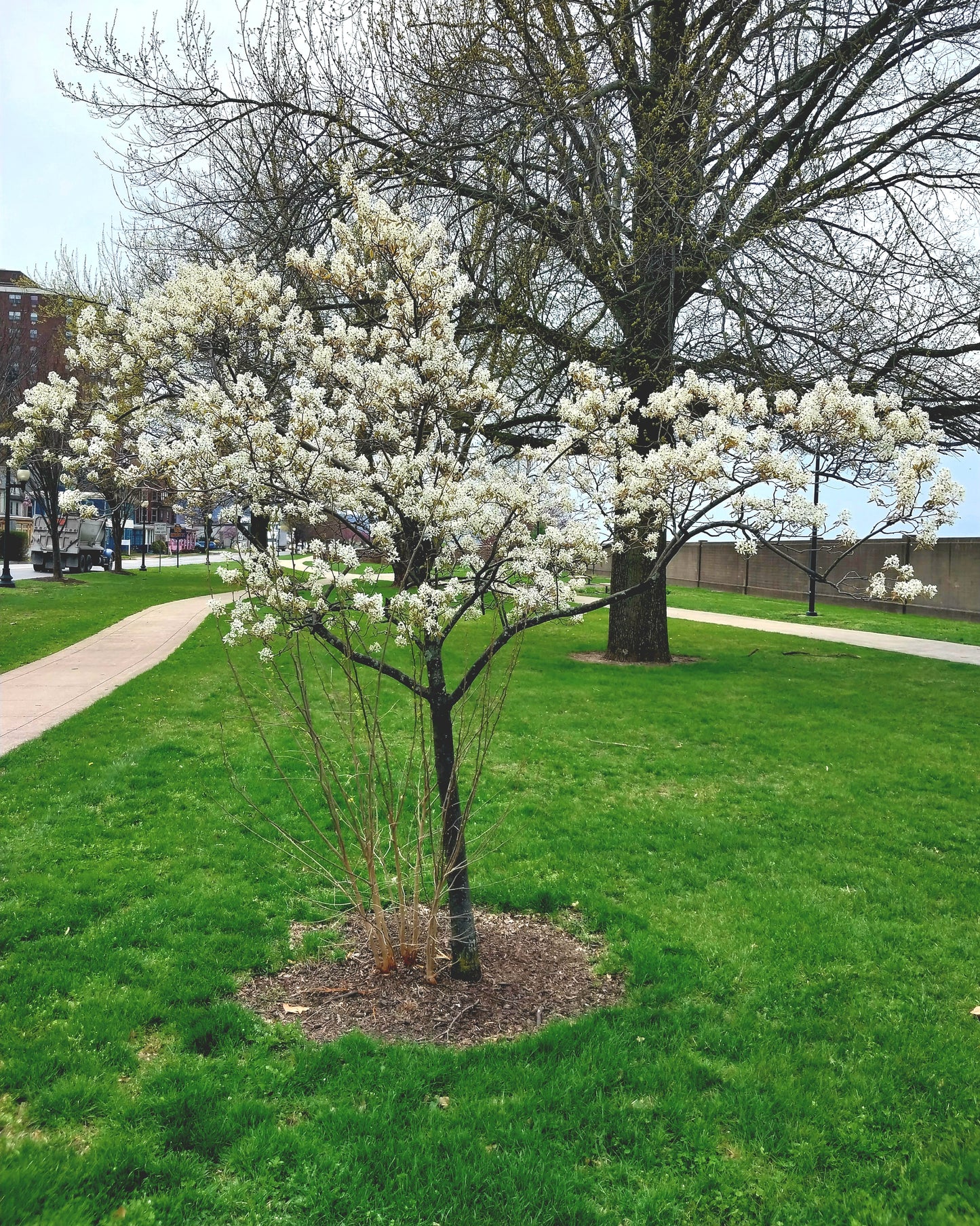 Downy Serviceberry