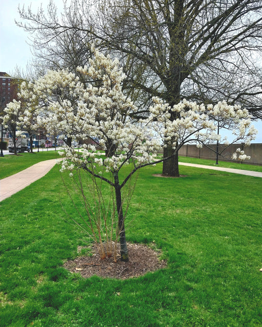 Downy Serviceberry