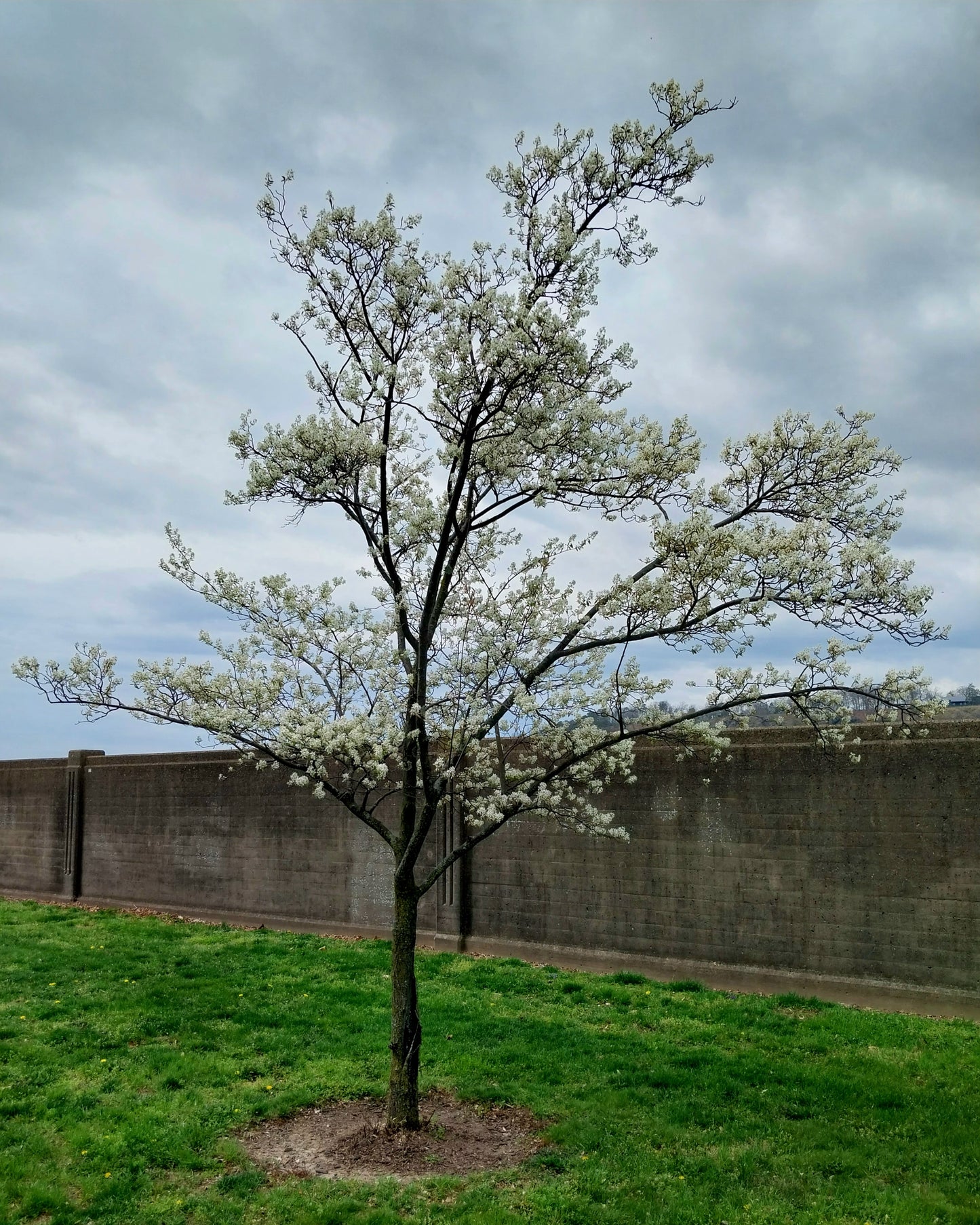 Downy Serviceberry