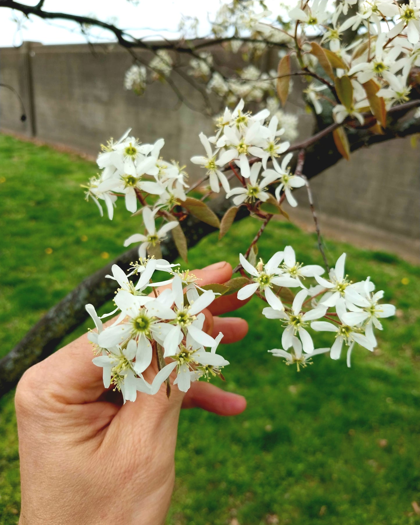 Downy Serviceberry