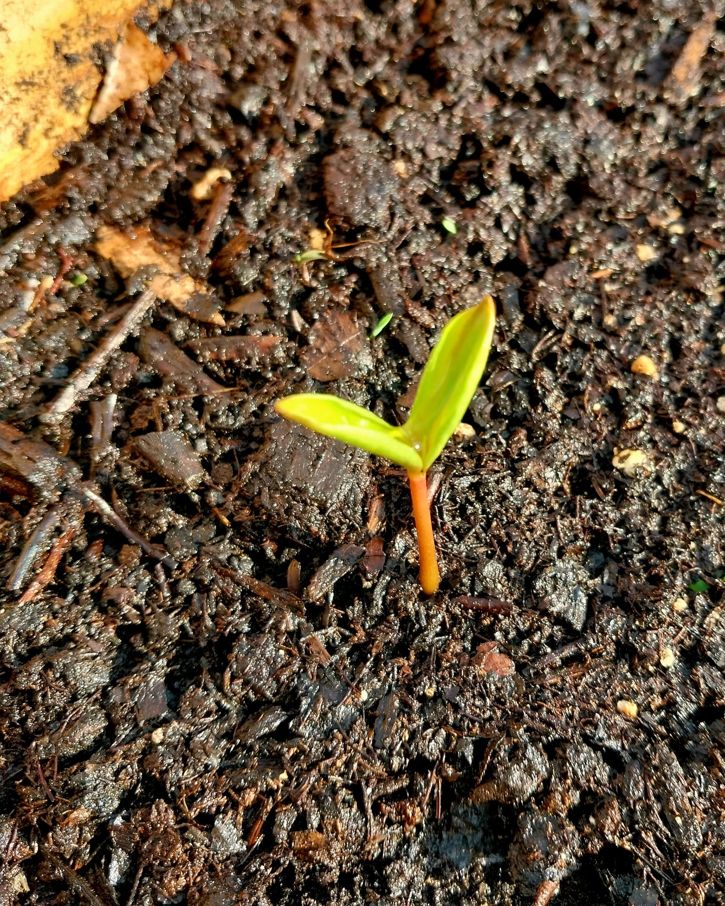 American Persimmon