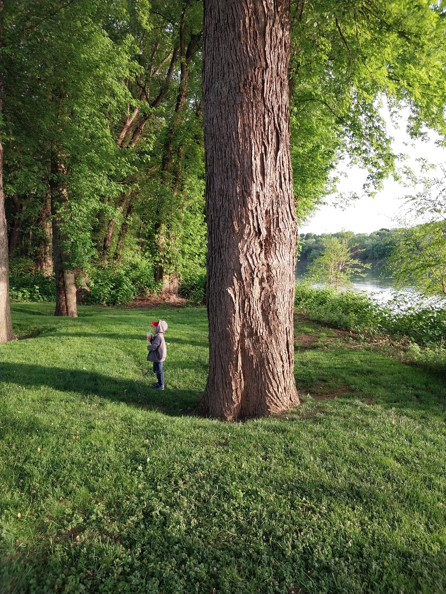 Silver Maple