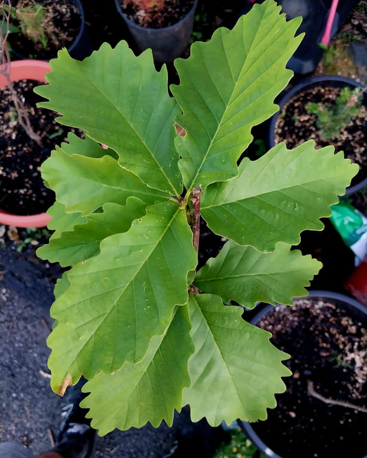 Chestnut Oak