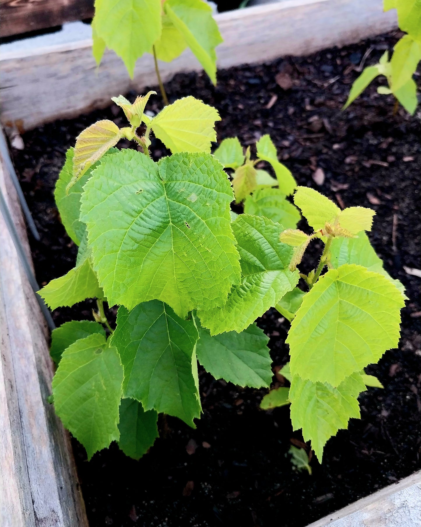 American Hazelnut
