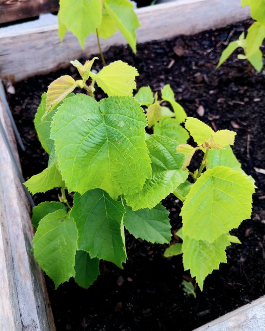 American Hazelnut