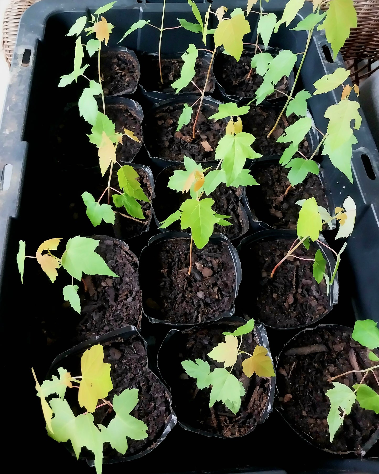 Silver Maple