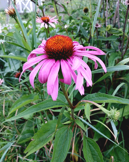 Purple Cone Flower