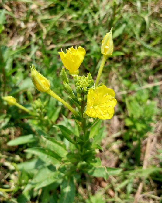 Evening Primrose